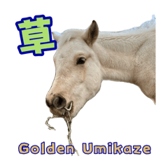 わんぱくな大島の仔馬たち