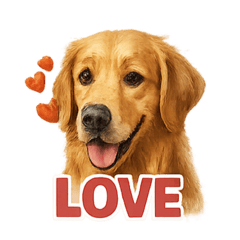 every day-Golden Retriever