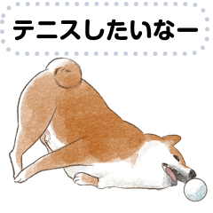 柴犬のテニス部ライフ