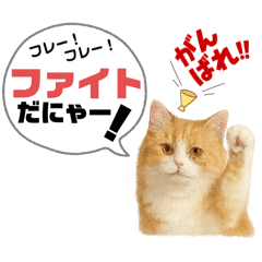 tonton_20250617023822