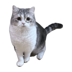 mell the cat_20250617114751