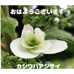 梅雨どきの山野草を添えて 日常のご挨拶