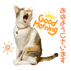 アクティブミケ猫　(お仕事編)