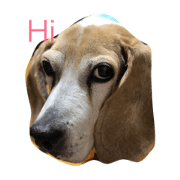 BEAGLE  DODO