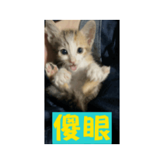 meow meow meow meow meow meow world