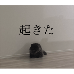 わたげと仲間