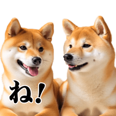 Shiba Messege