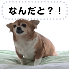 我が家の愛犬ココのスタンプ！