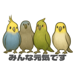 Popo chan the Cockatiel - Japanese ver