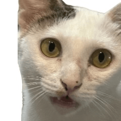 เฮงเฮงเหมียวเหมียว