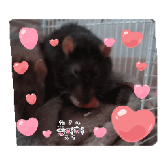 myalaneko_20250619075456