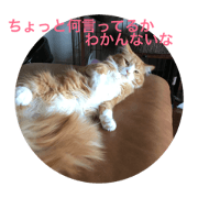 my cat original3