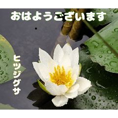 初夏 6月の山野草で ご挨拶