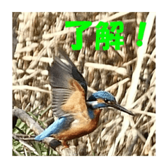 tomoken_20250617220644
