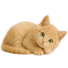 [For arrangement]Baby cat   green  eye