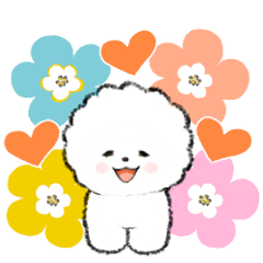 ★治愈系★比熊犬