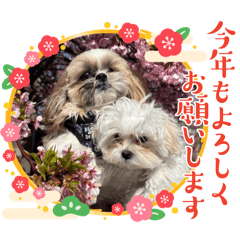 くぅ様　マルチーズとシーズー