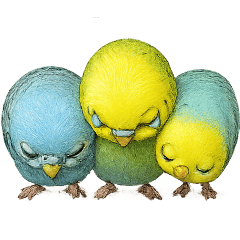 Budgie Family P & Q - Thank You