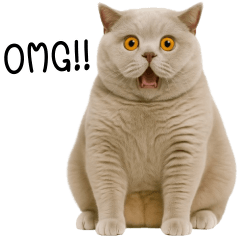 Chubby grey Cat Nervous face! (EN)