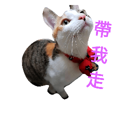 O Cat~ 2