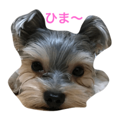 Perl1