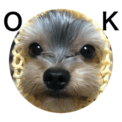 Perlkun