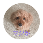 Maro the Poodle