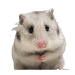 イカちゃんとしらたきちゃんスタンプ③