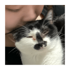 Weird expression cat