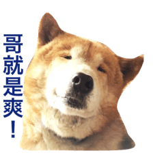 麻吉日常