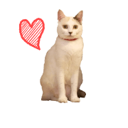 calico cat yuki