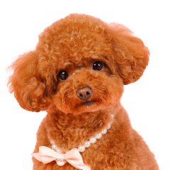 トマトちゃんの可愛いスタンプです❕