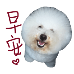 bichon dog