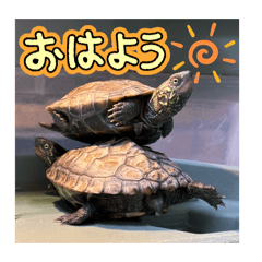いろんな亀のふらすとスタンプ
