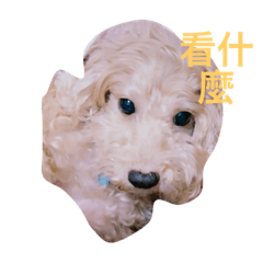 貪吃狗LuLu