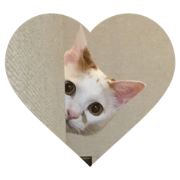 purity cats