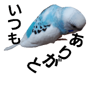 parakeetlove.