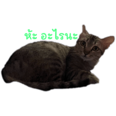 Carrot_20250621161620