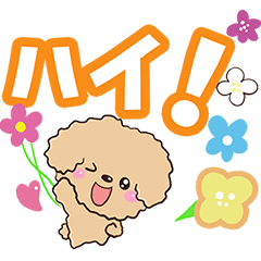 Flowers and Toy poodle 3
