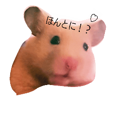 HAMsenpai