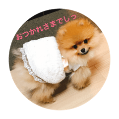 My sweet Pomeranian