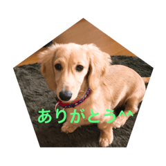 Dachshund of dog