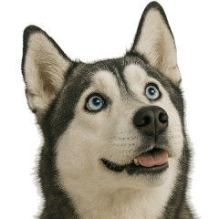 Siberian Husky's reaction