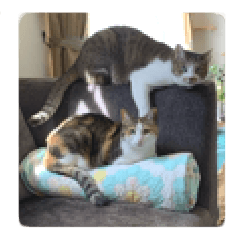 Kinzirou and Yotsuba