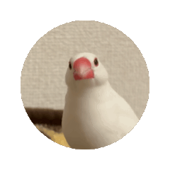 ハクくん動くよ〜