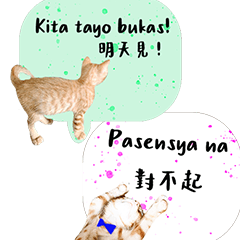 The life diary of a cute orange cat