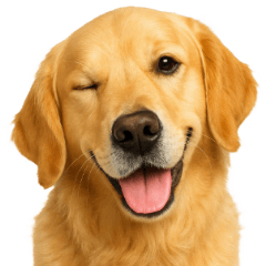 Golden Retriever's reaction