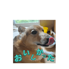 Pansuke the corgi funny face