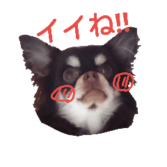 Co-kona of Chihuahua