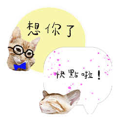 Husband and wife special orange cat